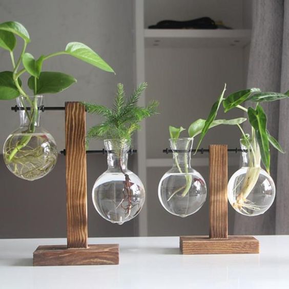 Hydroponic Plant Vases